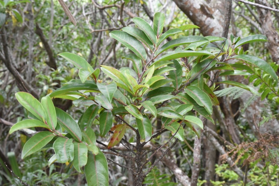 Casearia coriacea - Bois de cabri rouge - SALICACEAE - Endémique Réunion, Maurice