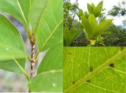 Chionanthus broomeana - Bois de coeur bleu - OLEACEAE - Endémique Réunion (domaties velues à poils bruns)