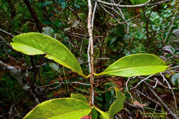 Chionanthus broomeana.bois de coeur bleu. (feuilles opposées   .  lenticelles sur la tige   ) oleaceae.endémique Réunion.P1024795
