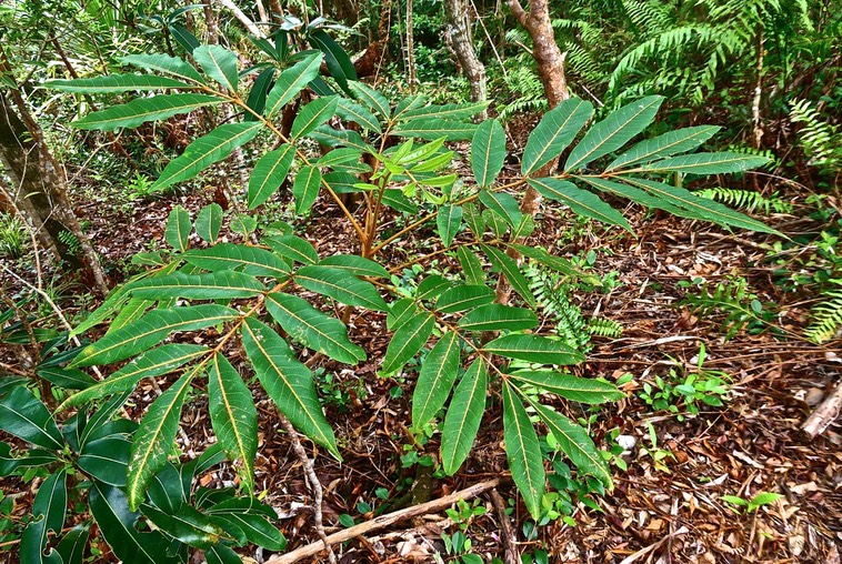 Cossinia pinnata.bois de Judas.sapindaceae.endémique Réunion Maurice.P1024719