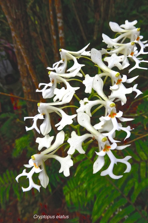 Cryptopus  elatus.orchidaceae.endémique Réunion Maurice .P1024828