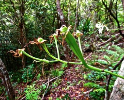 Cryptopus elatus .(fruits en formation ) orchidaceae.P1024763