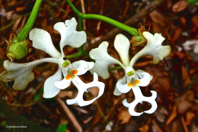 Cryptopus elatus. orchidaceae . endémique Réunion Maurice .P1024767