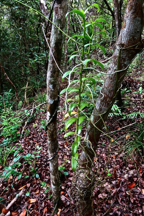 Cryptopus elatus. orchidaceae. subendémique à la Réunion .P1024764