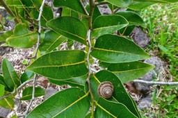 Drypetes caustica. corce blanc bâtard. ( feuilles alternes distiques )putranjivaceae.endémique Réunion Maurice   et escargot petit gris  .Helix aspersa .P1024653
