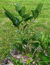 Drypetes caustica. corce blanc bâtard.putranjivaceae.endémique Réunion Maurice.P1024648