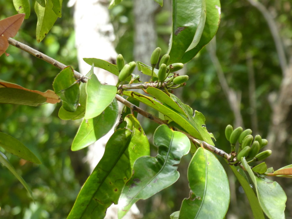 Erythroxylum laurifolium - Bois de rongue (fruits) - ERYTHROXYLACEAE - Endémique Réunion, Maurice 