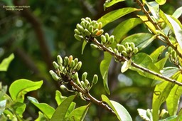 Erythroxylum laurifolium.bois de rongue.erythroxylaceae.endémique Réunion Maurice .P1024695