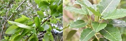 Ficus reflexa (à gauche) Ficus rubra (à droite) - MORACEAE - Indigènes Réunion 