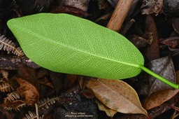 Ficus reflexa .affouche à petites feuilles.( nervation feuille face inférieure .)moraceae.indigène Mascareignes .P1024682