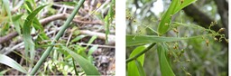Flagellaria indica - Jolivave - FLAGELLARIACEAE - Indigène Réunion (fruits à droite)