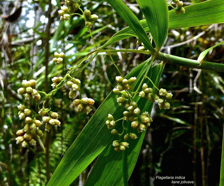 Flagellaria indica. liane jolivave .(avec fruits en formation ) flagellariaceae. indigène Réunion.P1024122