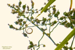 Flagellaria indica.liane jolivave. ( avec fruits en formation  ) flagellariaceae.indigène Réunion.P1024745