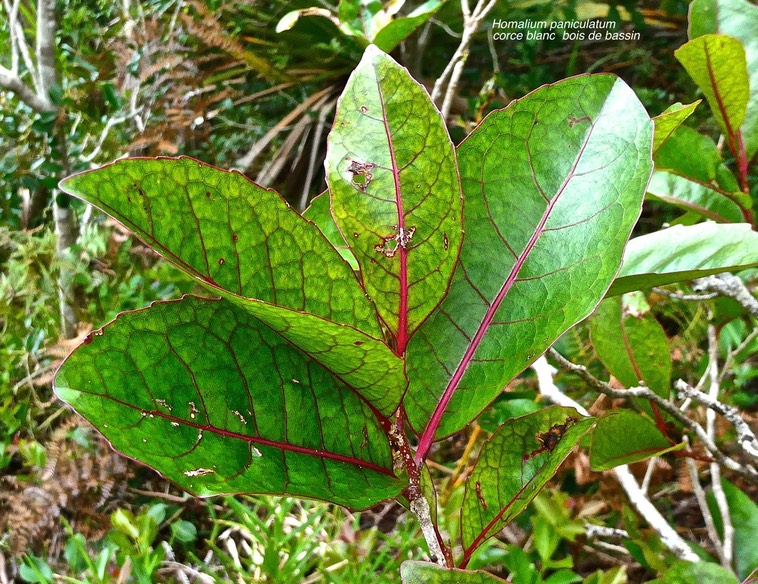 Homalium paniculatum.corce blanc.bois de bassin .(feuillage juvénile. )salicaceae.endémique Réunion Maurice.P1024685