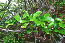 Myonima obovata.bois de prune rat.rubiaceae.endémique Réunion Maurice.P1024820