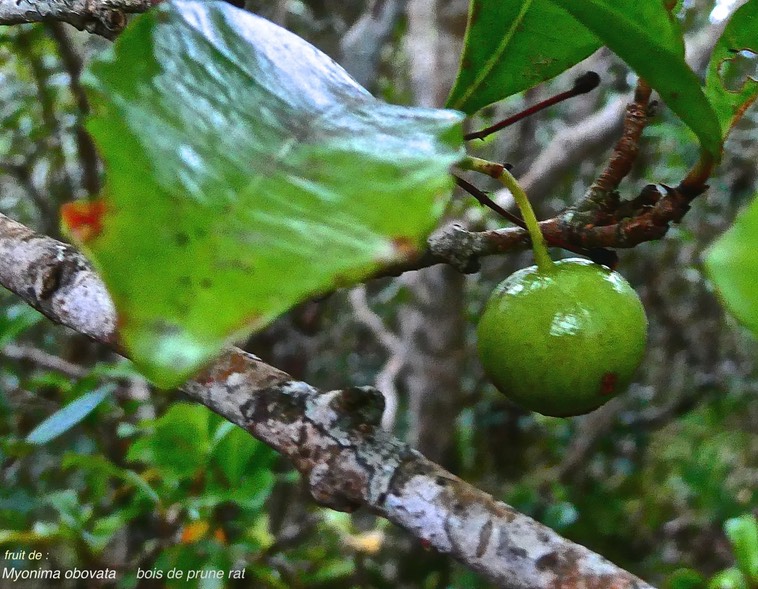 Myonima obovata.bois de prune rat. ( fruit )  rubiaceae.endémique Réunion Maurice .P1024821