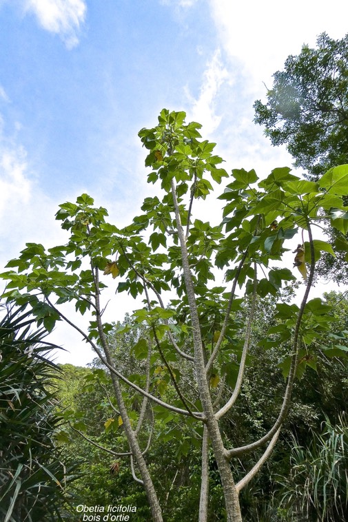 Obetia ficifolia Bois d'ortie .urticaceae.endémique Réunion Rodrigues .Maurice .P1024639