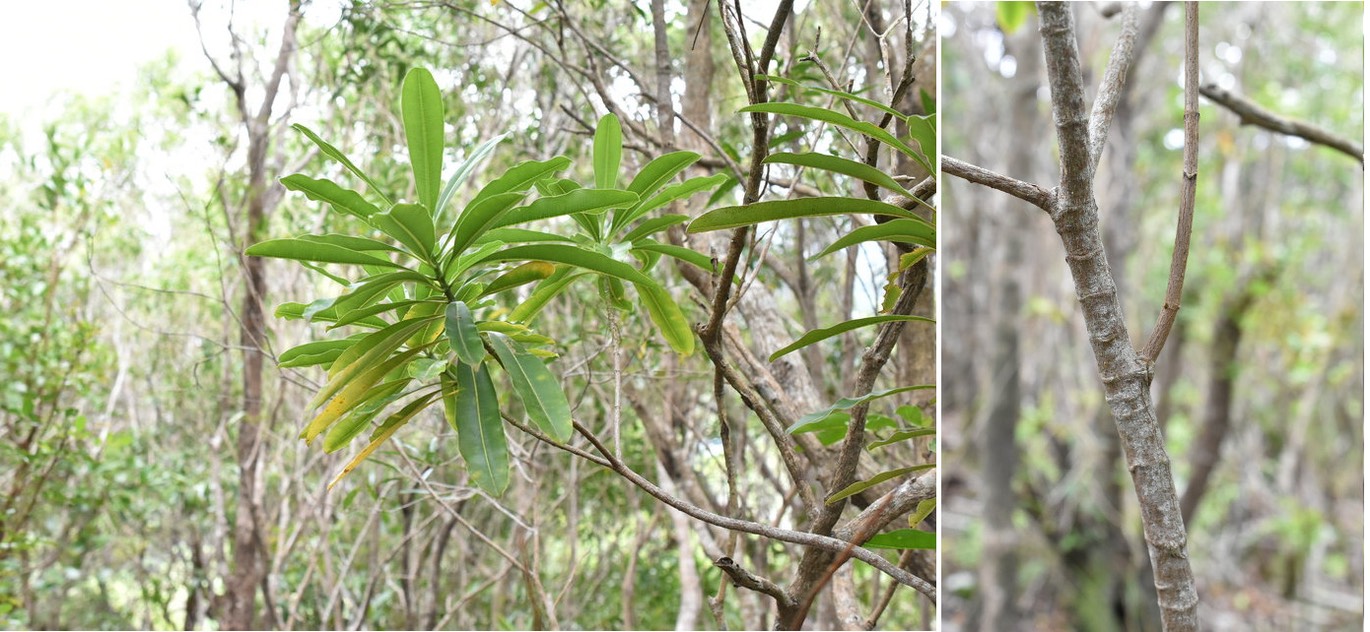 Ochrosia borbonica - Bois jaune - APOCYNACEAE - Endémique Réunion 