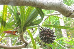 Pandanus sylvestris .petit vacoa. pimpin .( dont le fruit est rongé par les rats . ) pandanaceae.endémique Réunion.P1024735