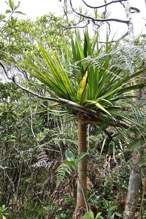 Pandanus utilis Bory . vacoa . pandanaceae .endémique Mascareignes.P1024780
