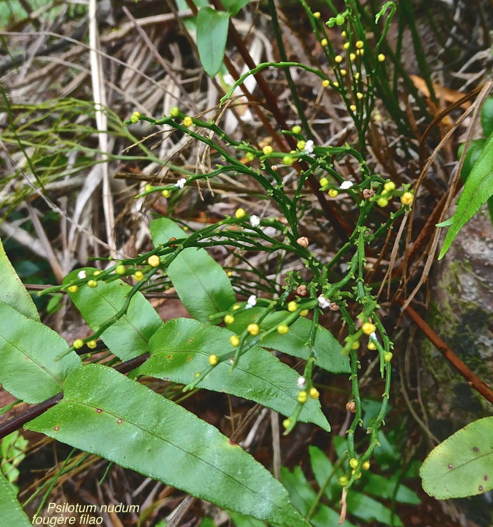 Psilotum nudum.fougère filao.psilotaceae.indigène Réunion. P1024671