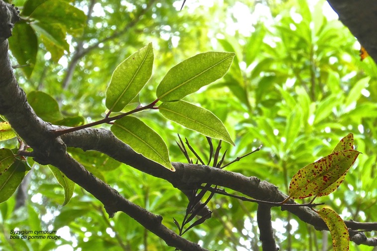Syzygium cymosum .bois de pomme rouge.myrtaceae.endémique Réunion Maurice .P1024751