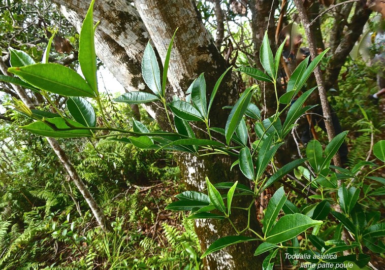 Toddalia asiatica .liane patte poule.rutaceae.indigène Réunion. P1024674