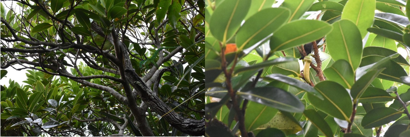 Xylopia richardii - Bois de banane - ANNONACEAE - Endémique Réunion, Maurice (avec endormi à gauche, fleur à droite) 