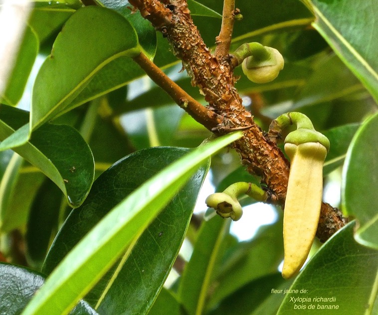 Xylopia richardii .bois de banane. ( avec fleur  ) annonaceae.endémique Réunion Maurice.P1024871