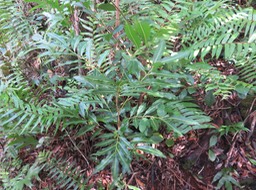 14 Molinaea alternifolia - Tan Georges - SAPINDACEAE - endémique de La Réunion et de Maurice