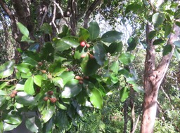 20 Fruits Olax psittacorum- Bois d'effort - Olacacee-E