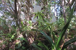 21 Angraecum eburneum Bory - Petite comète. - Orchidaceae - Indigène Réunion