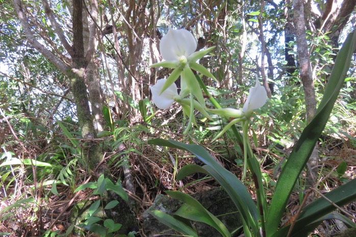 22 Angraecum eburneum Bory - Petite comète. - Orchidaceae - Indigène Réunion
