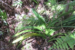 23 Angraecum eburneum Bory - Petite comète. - Orchidaceae - Indigène Réunion