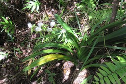 24 Angraecum eburneum Bory - Petite comète. - Orchidaceae - Indigène Réunion
