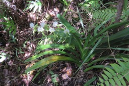 25 Angraecum eburneum Bory - Petite comète. - Orchidaceae - Indigène Réunion