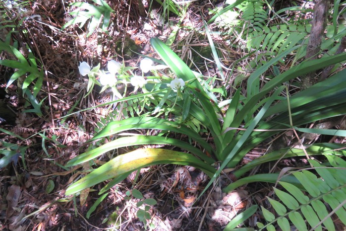 26 Angraecum eburneum Bory - Petite comète. - Orchidaceae - Indigène Réunion