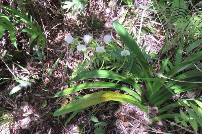27 Angraecum eburneum Bory - Petite comète. - Orchidaceae - Indigène Réunion