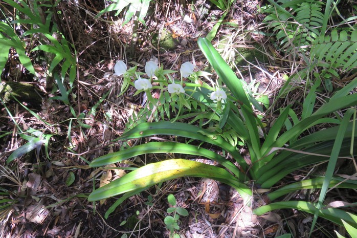 28 Angraecum eburneum Bory - Petite comète. - Orchidaceae - Indigène Réunion