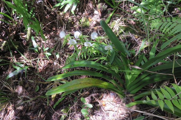 29 Angraecum eburneum Bory - Petite comète. - Orchidaceae - Indigène Réunion