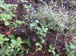 3 Stachytarpheta urticifolia (Salisb.) Sims. - Queue de rat - Verbenaceae - Amérique