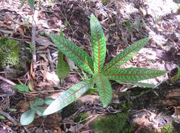 31 Juvénile Coptosperma borbonica - Bois de pintade - Rubiaceae - Endémique La Réunion et île Maurice.