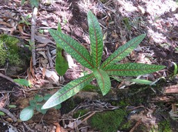 32 Juvénile Coptosperma borbonica - Bois de pintade - Rubiaceae - Endémique La Réunion et île Maurice.