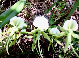 34 Angraecum eburneum Bory - Petite comète. - Orchidaceae - Indigène Réunion