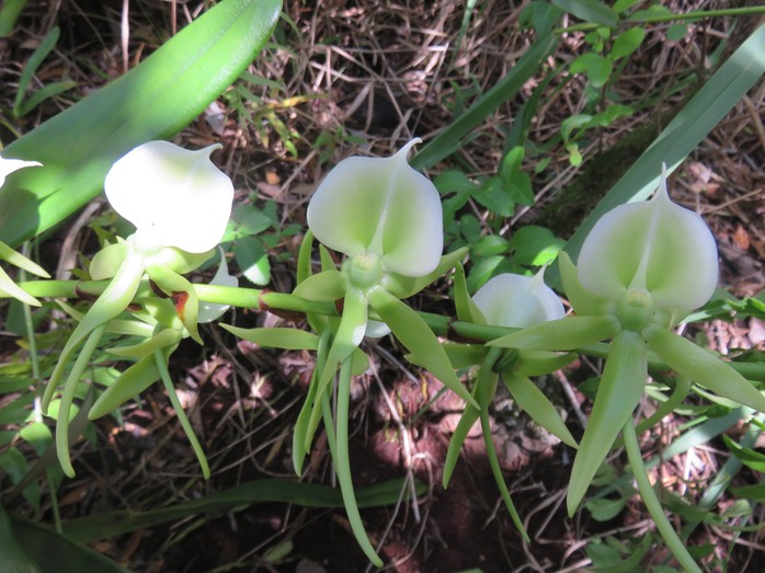 35 Angraecum eburneum Bory - Petite comète. - Orchidaceae - Indigène Réunion