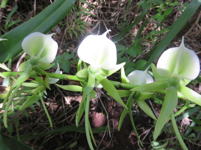 36 Angraecum eburneum Bory - Petite comète. - Orchidaceae - Indigène Réunion