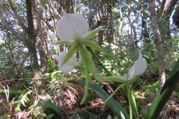 Angraecum eburneum Bory - Petite comète. - Orchidaceae - Indigène Réunion