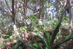 Angraecum eburneum Bory - Petite comète. - Orchidaceae - Indigène Réunion