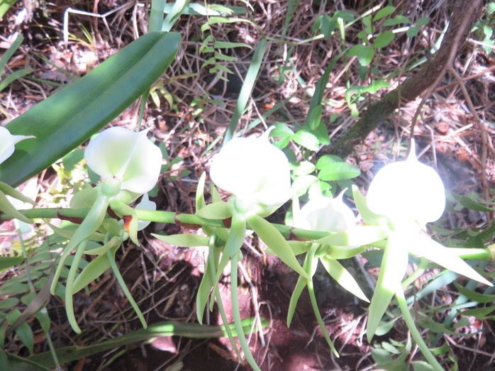 37 Angraecum eburneum Bory - Petite comète. - Orchidaceae - Indigène Réunion