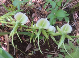 38 Angraecum eburneum Bory - Petite comète. - Orchidaceae - Indigène Réunion